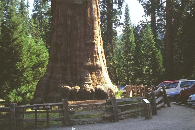 IMAGE of SEQUOIA