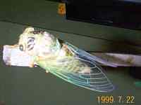 �E�炵���ẴZ�~