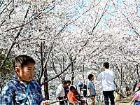 ���̉��̃��X