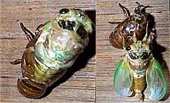 �Z�~�̉H���̗l�q