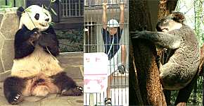 ���q�������̃p���_�A�q�g�A�R�A��