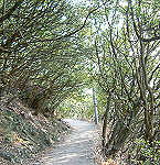ウバメガシの林が続く遊歩道