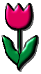 チューリップ