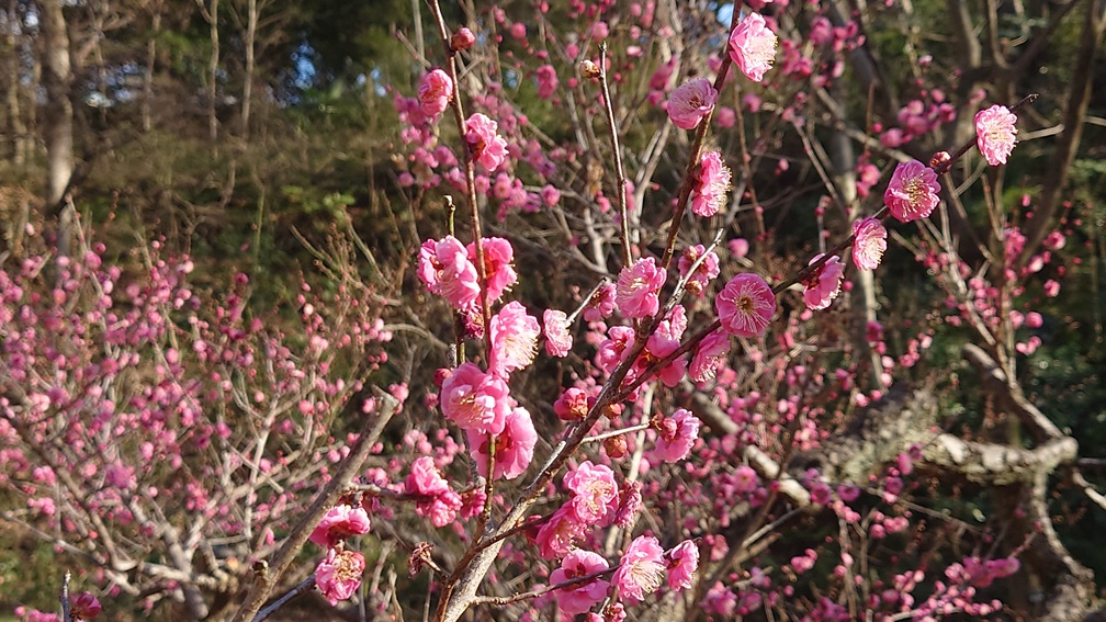 季節のタイトル