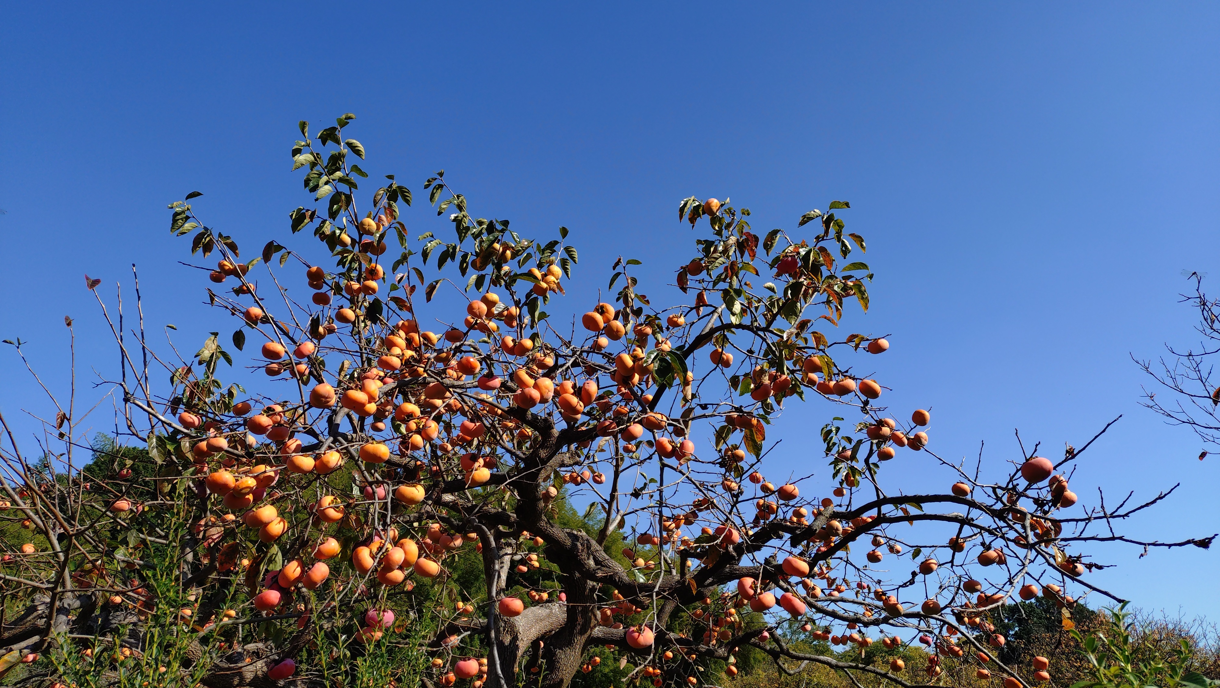 季節のタイトル