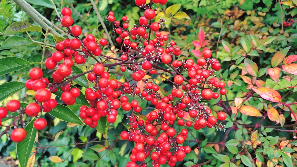 季節のタイトル