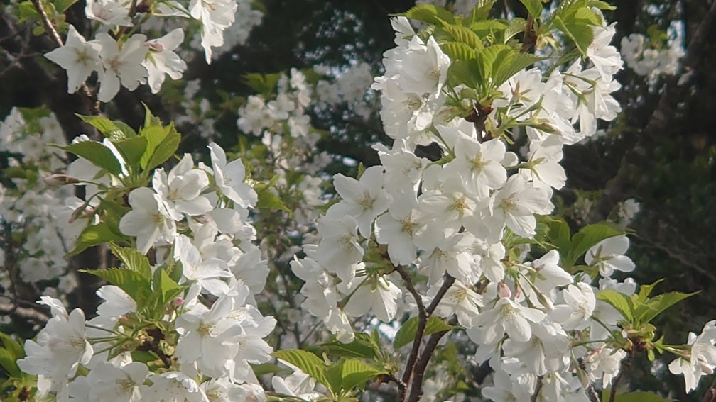 心の花