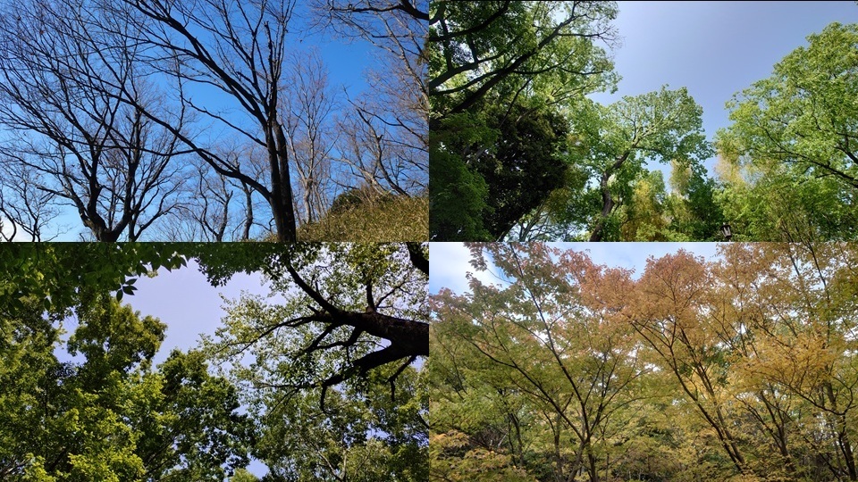 「樹楽」イメージ