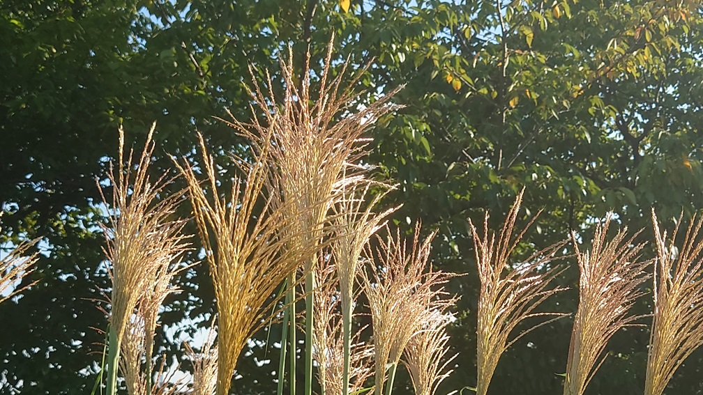 季節のタイトル