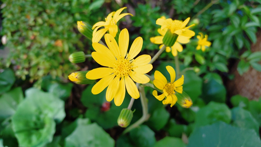 季節のタイトル