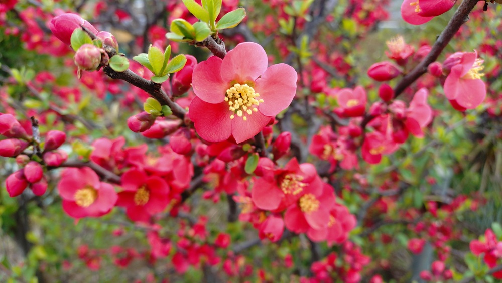 季節のタイトル