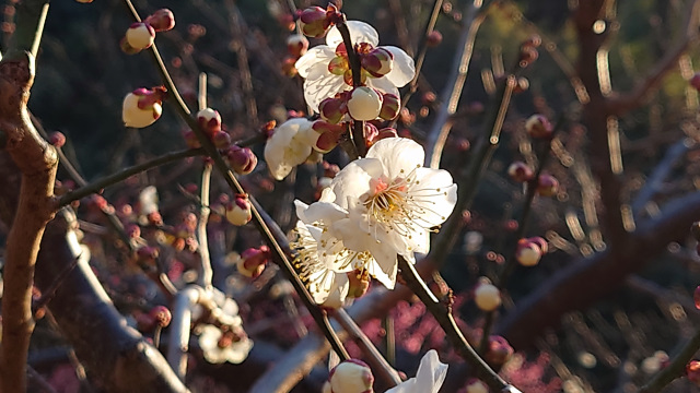 白梅（ばじょうじ谷戸）