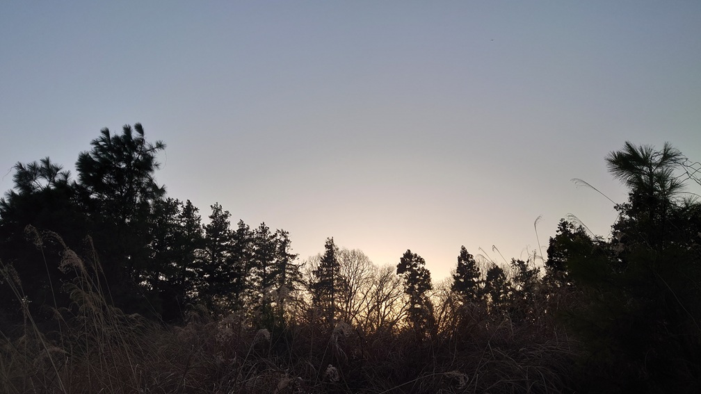 樹影イメージ画像