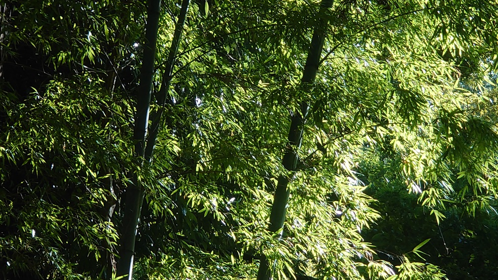 竹林