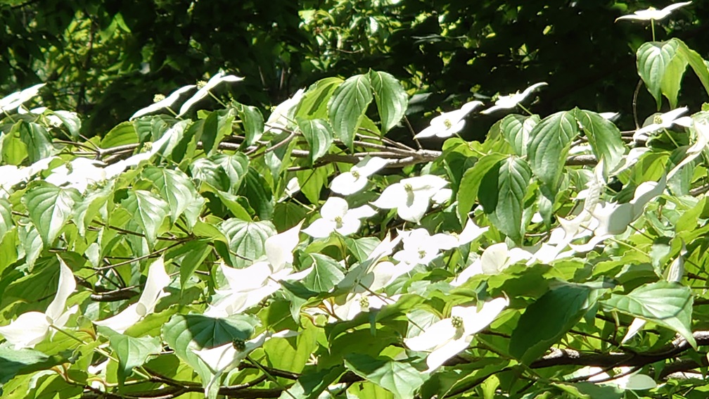 3ka058v-02_250513-08_ヤマボウシ