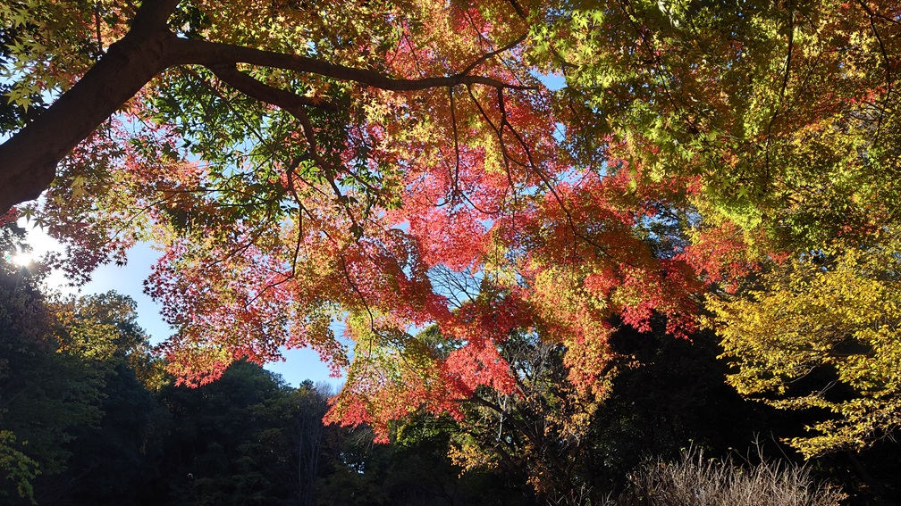 3ka058v-04_241201-16_紅葉